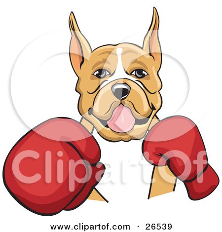  and white boxer dog with cropped ears, fighting with red boxing gloves.