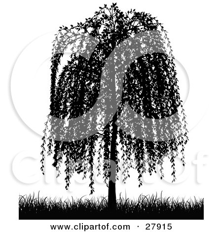 Weeping Willow Tree And