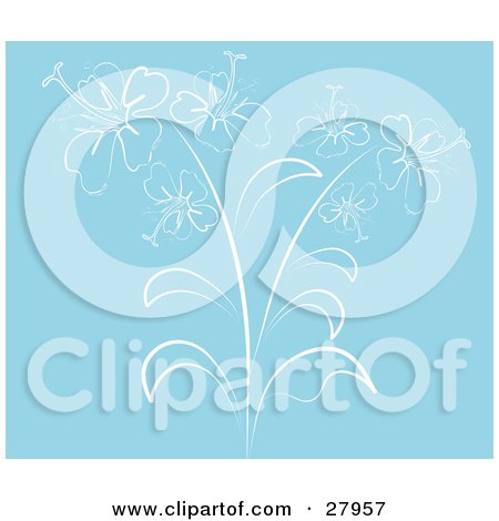  Blue Background With A White Outline Drawing Of Hibiscus Flowers by