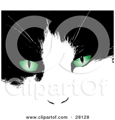 black and white cat with green eyes. of a Black And White Cat#39;s