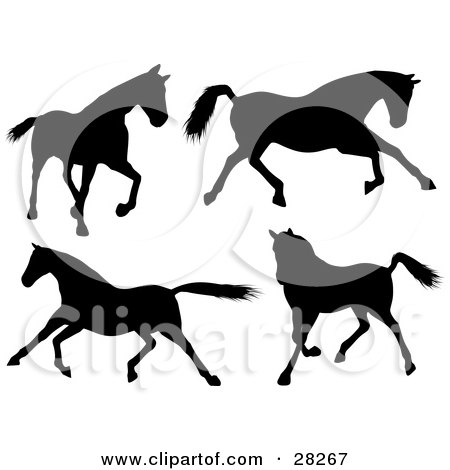 Advanced Search horses walking