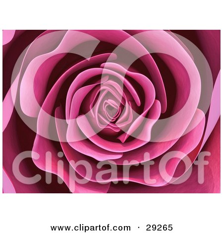  background of a beautiful blooming pink rose with soft, perfect petals.