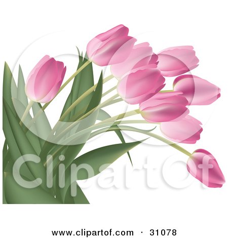 http://images.clipartof.com/small/31078-Clipart-Illustration-Of-A-Bunch-Of-Pink-Tulip-Flowers-With-Lush-Green-Stalks-And-Leaves-Over-White.jpg