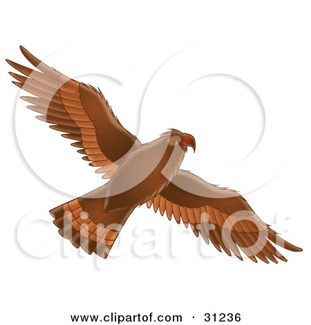 Royalty-free animal clipart picture of a flying brown hawk with its wings 