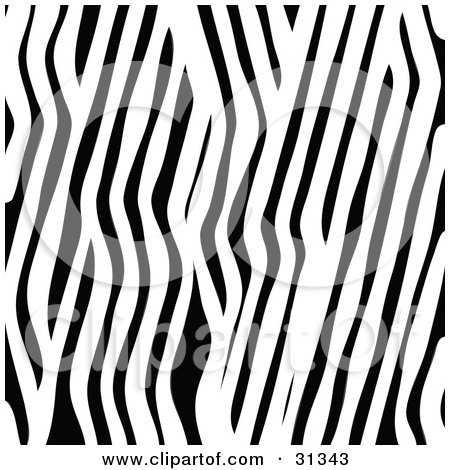 black and white zebra stripes. a Black and White Stripes