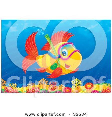  picture of a cute red finned yellow fish snorkeling over a coral reef.