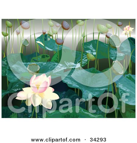 Picturelily Flower on 21 Jan 2007 About These Lotus Flower Images  They Come From