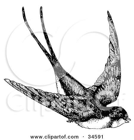 Royalty-free animal clipart picture of a flying swallow swooping down while 
