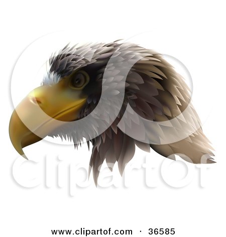 golden eagle head. of a Golden Eagle Head In