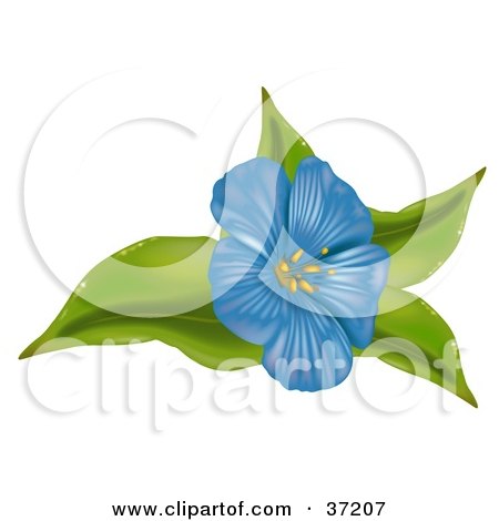 Anemone Flower on Clipart Illustration Of A Blue Anemone Flower On Green Leaves Jpg