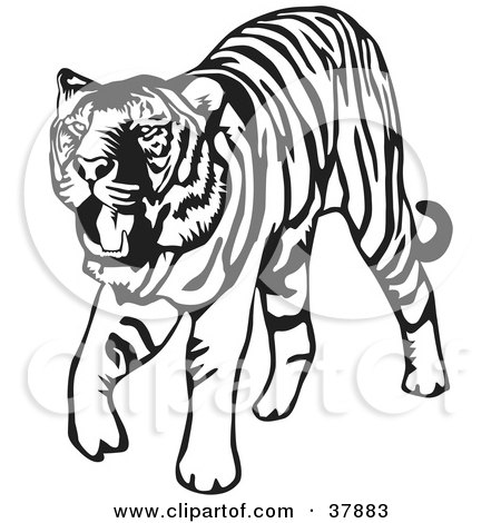 Clipart Illustration of a Yawning Black And White Tiger