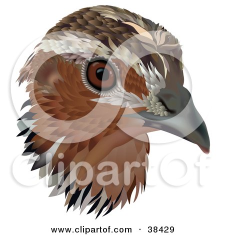 golden eagle head. of a Golden Eagle Head In