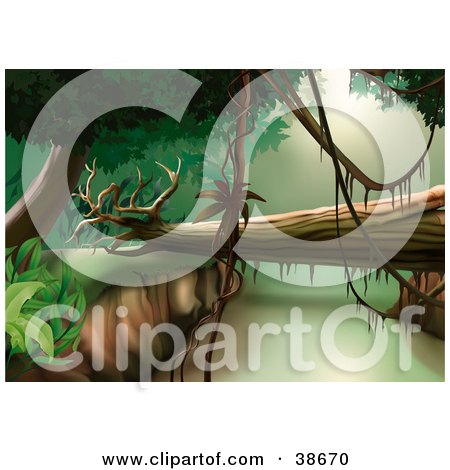 Fallen Tree Spanning Between Cliffs In A Jungle Posters, Art Prints