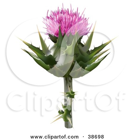 Royalty-free botany clipart picture of a milk thistle, blessed milk thistle, 