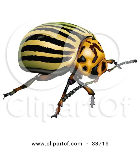 Clipart Illustration of a Colorado Potato Beetle Colorado Beetle 