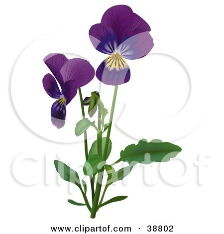 Royalty-free botany clipart picture of purple Viola, Sweet Violet, 