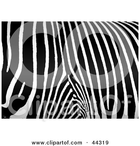 Print quality royalty-free clipart illustrations of a zebra pattern 