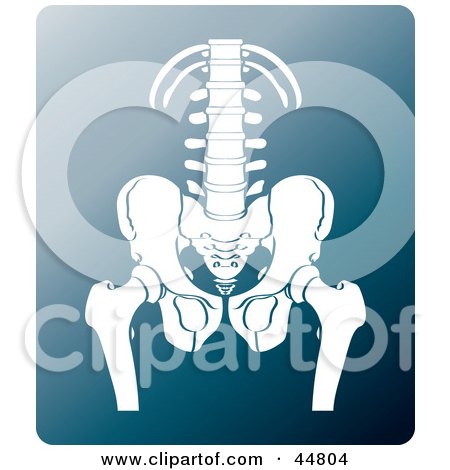 Funny Xray Images on White Xray Of A Human Pelvis And Spine Posters  Art Prints By Lal