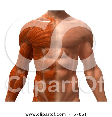 Male Body Front