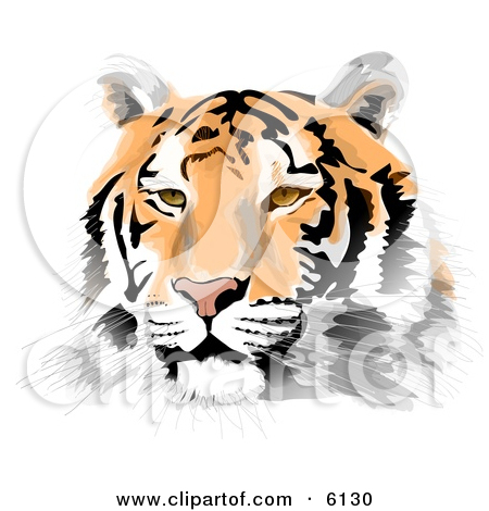 Drawings Of Tigers Face