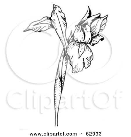 RoyaltyFree RF Clipart Illustration of a Black And White Iris Flower On