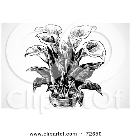 a Black And White Potted