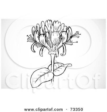 Royalty-free clipart picture of a black and white honeysuckle head, 