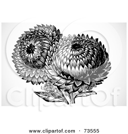  clipart picture of black and white sunflowers, on a white background.