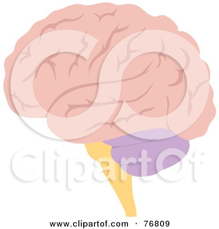 human brain drawing. of a Pink Human Brain