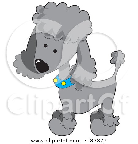 Cute  Pictures Print on Cute Grey Poodle Puppy Dog Wearing A Blue Collar With Yellow Spots And