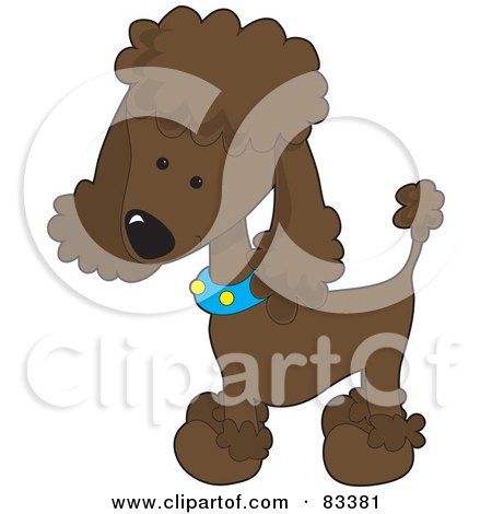 Small  Collars on Cute Chocolate Poodle Puppy Dog Wearing A Blue Collar With Yellow