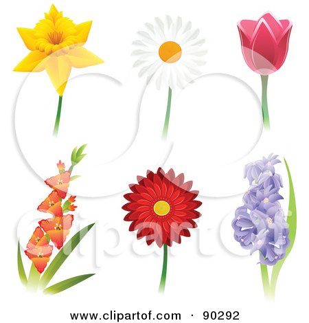  Collage Of Beautiful Daffodil, Daisy, Tulip, Gladiola, Gerbera Daisy And 