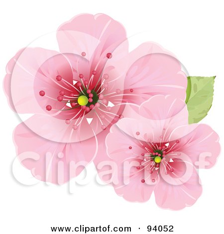 RoyaltyFree RF Clip Art Illustration of Pink Cherry Blossoms On An 