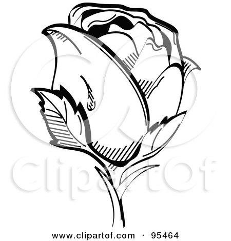  Illustration of a Dew Drop On The Side Of A Single Black And White Rose 