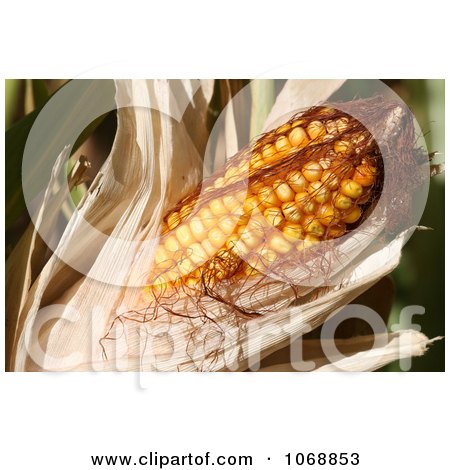 http://images.clipartof.com/sweet-corn-on-the-cob-with-husk-royalty-free-vegetable-stock-photo-by-kennygadams-4501068853.jpg