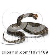 Brown Python Snake