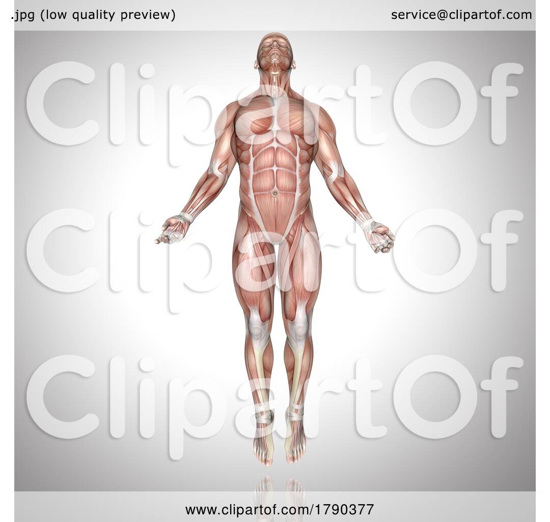 Muscle Map