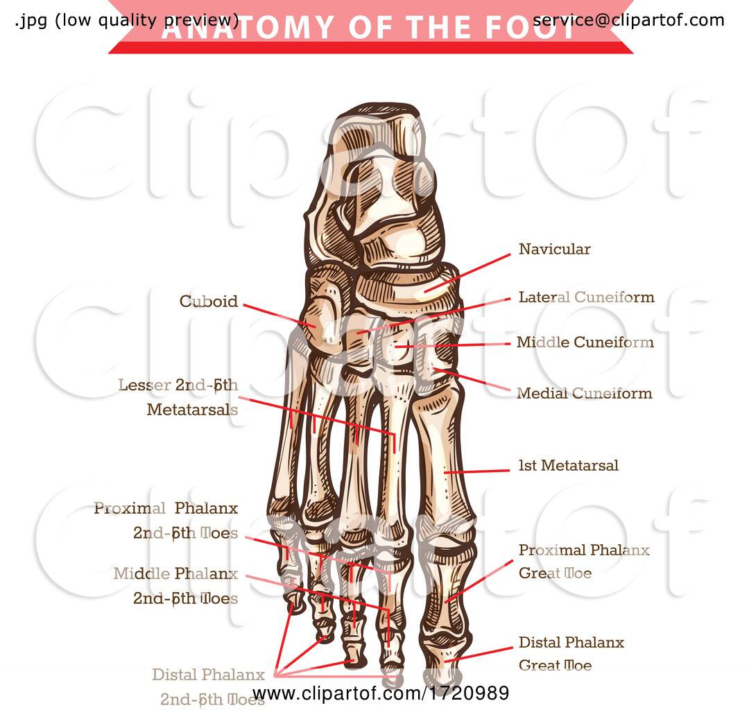 Bones of the Foot by Vector Tradition SM #1720989