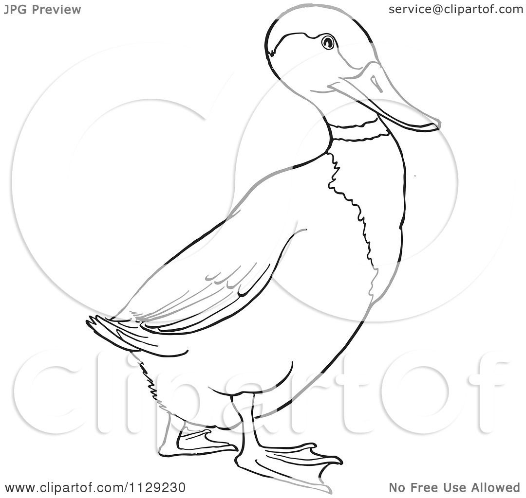 Cartoon Clipart Of An Outlined Drake Mallard Duck - Black And White Vector  Coloring Page by Picsburg #1129230