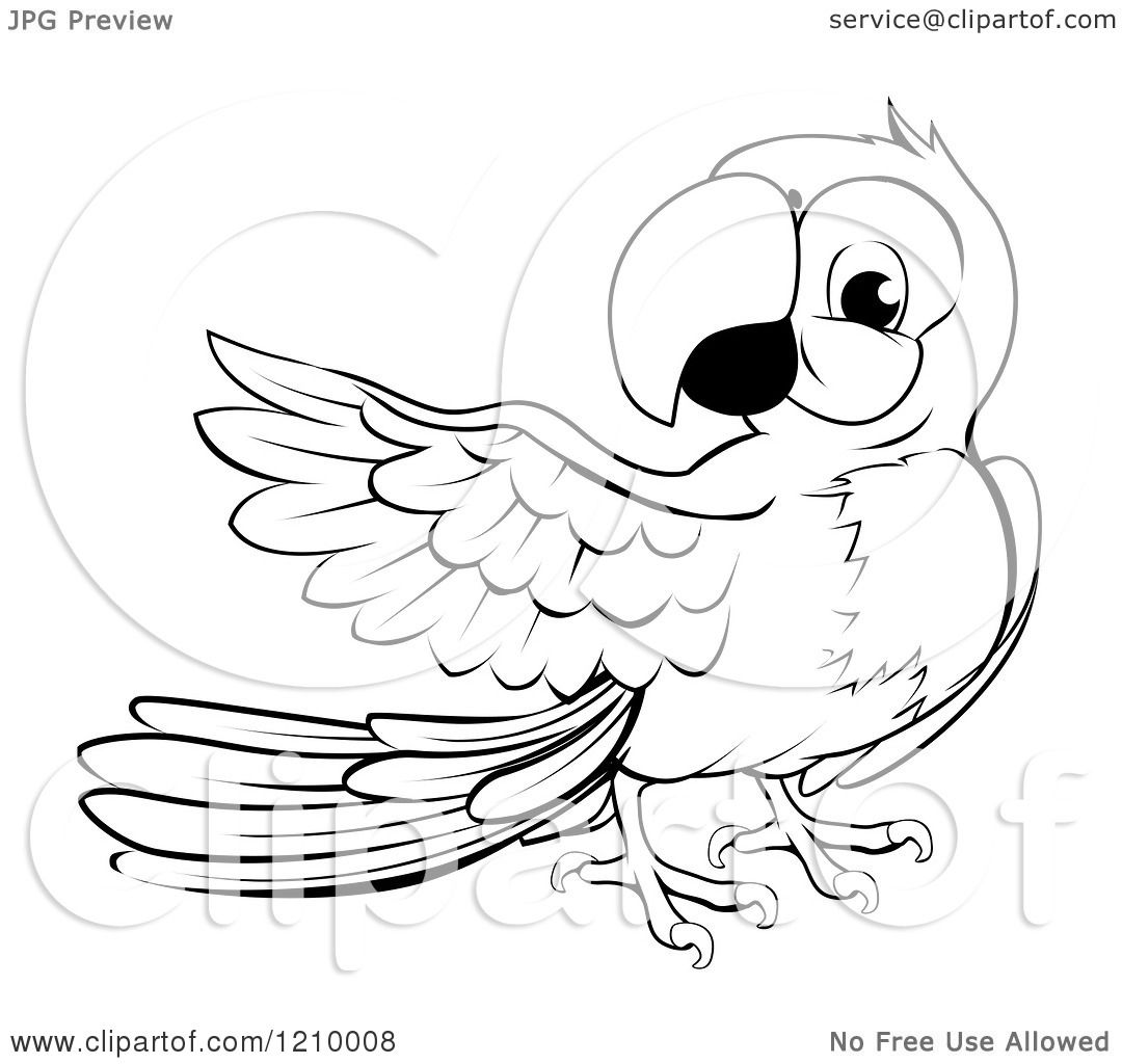 Cartoon Of A Black And White Presenting Macaw Parrot Royalty Free