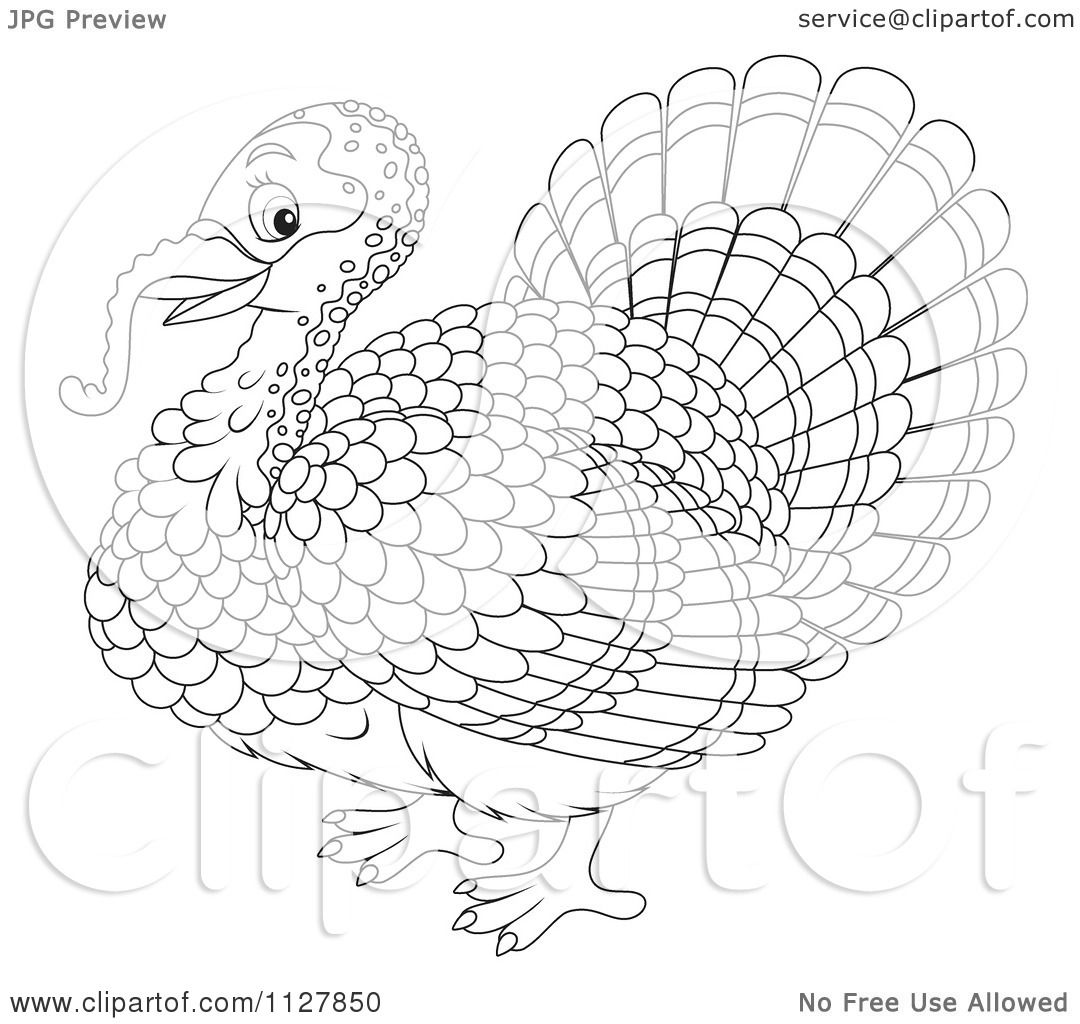 Cartoon Of An Outlined Cute Thanksgiving Turkey Bird - Royalty Free