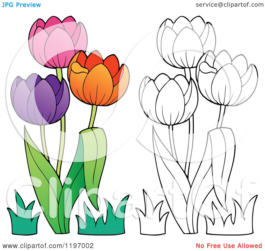 Cartoon of Colorful and Outlined Tulip Flowers - Royalty Free Vector ...