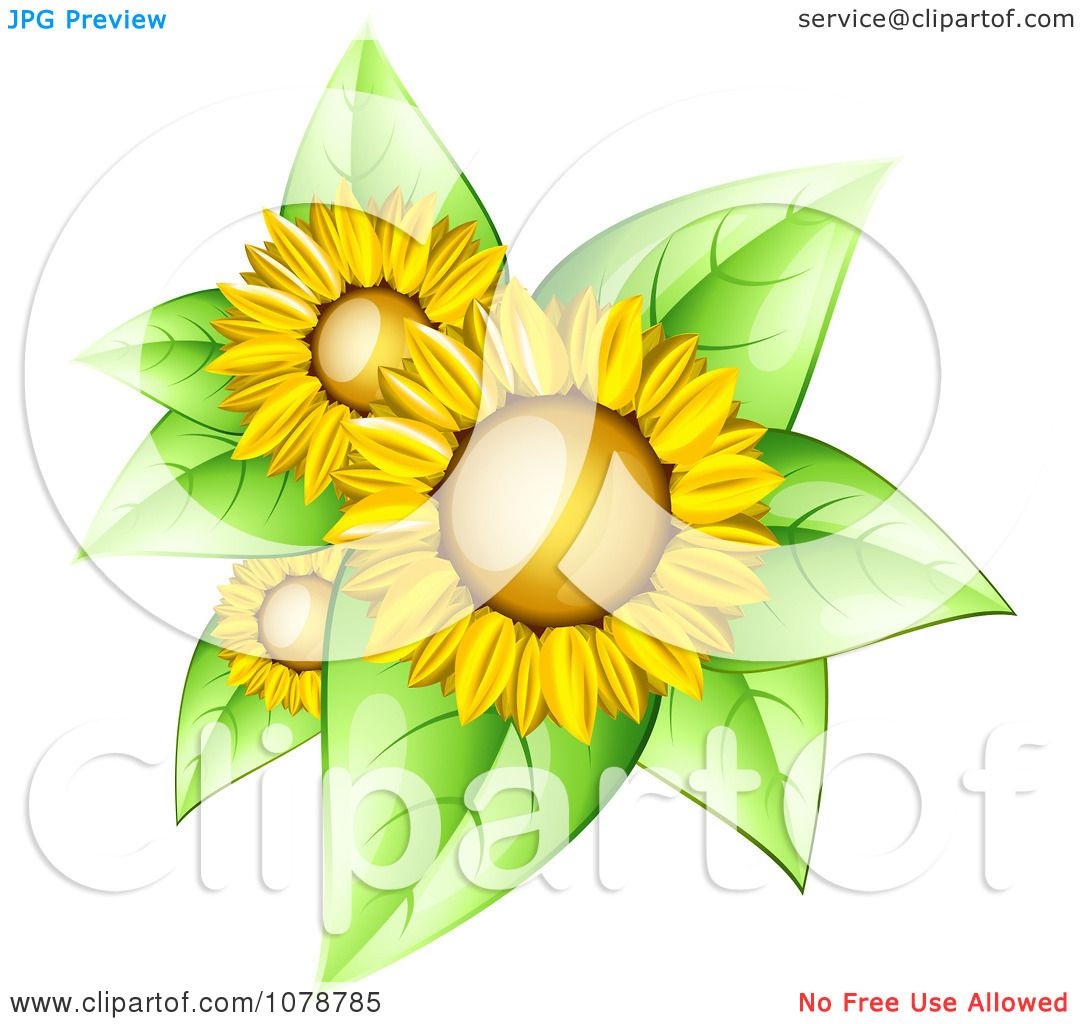 Clipart 3d Shiny Sunflowers With Bright Green Leaves ...