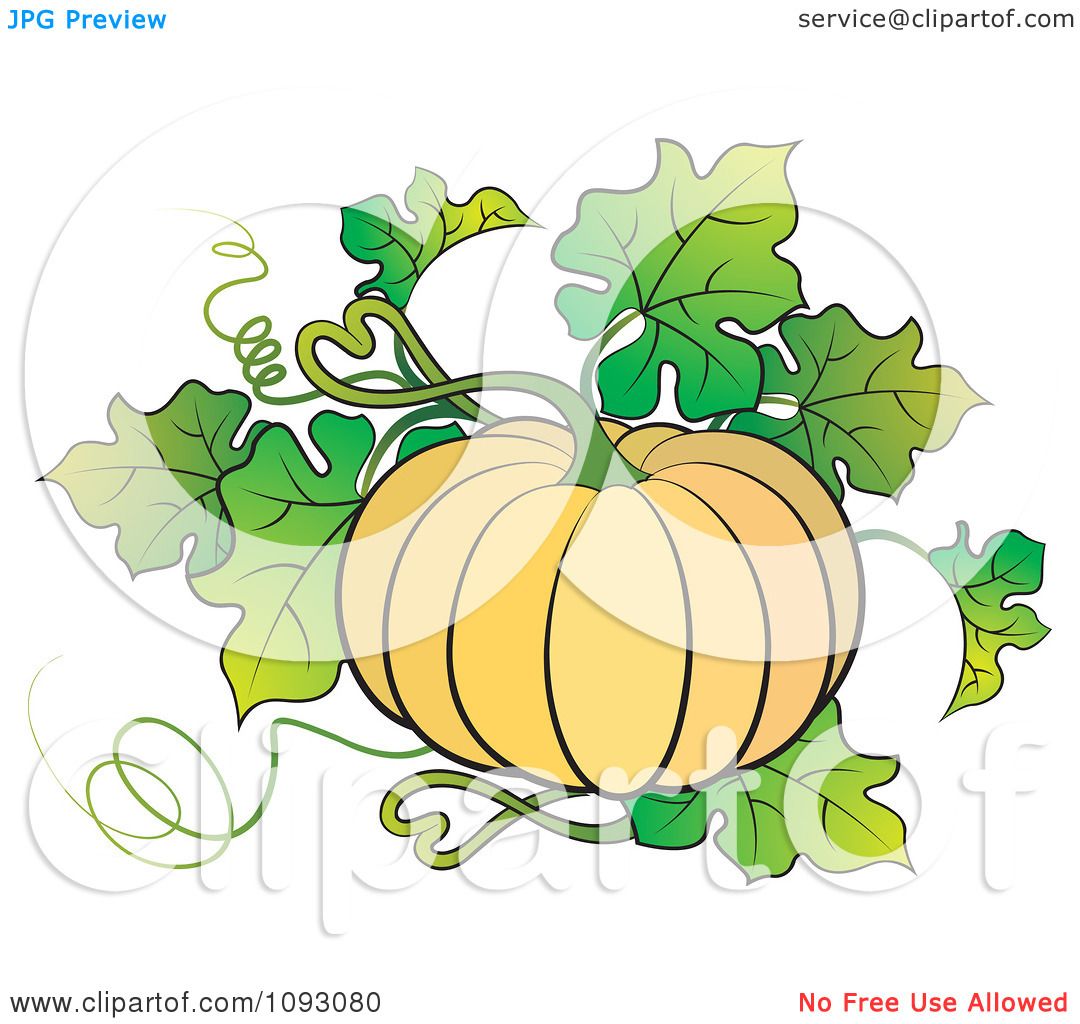 pumpkin plant drawing