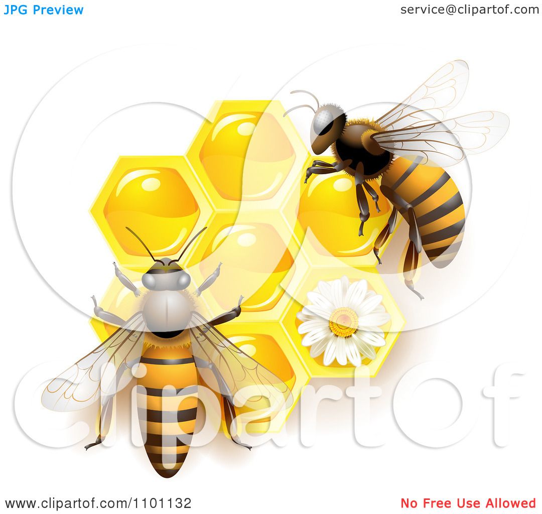 Download Clipart Honey Bees Over Honeycombs With A Daisy - Royalty ...