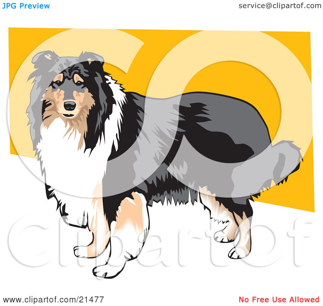 Clipart Illustration of a Long Haired Brown, White And Black Collie Dog  Standing Against A Yellow And White Background by David Rey #21477