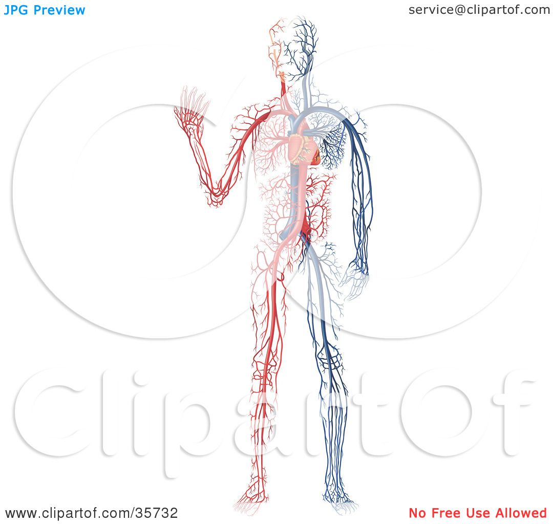 Clipart Illustration of Blue And White Veins And The Heart ...