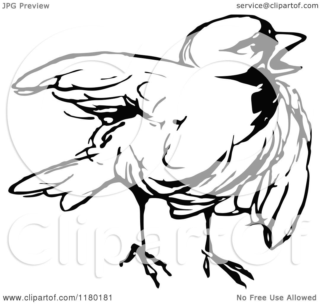 Clipart Of A Black And White Chick Royalty Free Vector Illustration By Prawny Vintage 1180181
