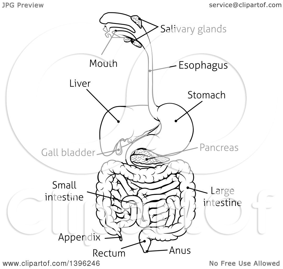Clipart of a Black and White Digestive Tract Diagram, Labeled with Text ...
