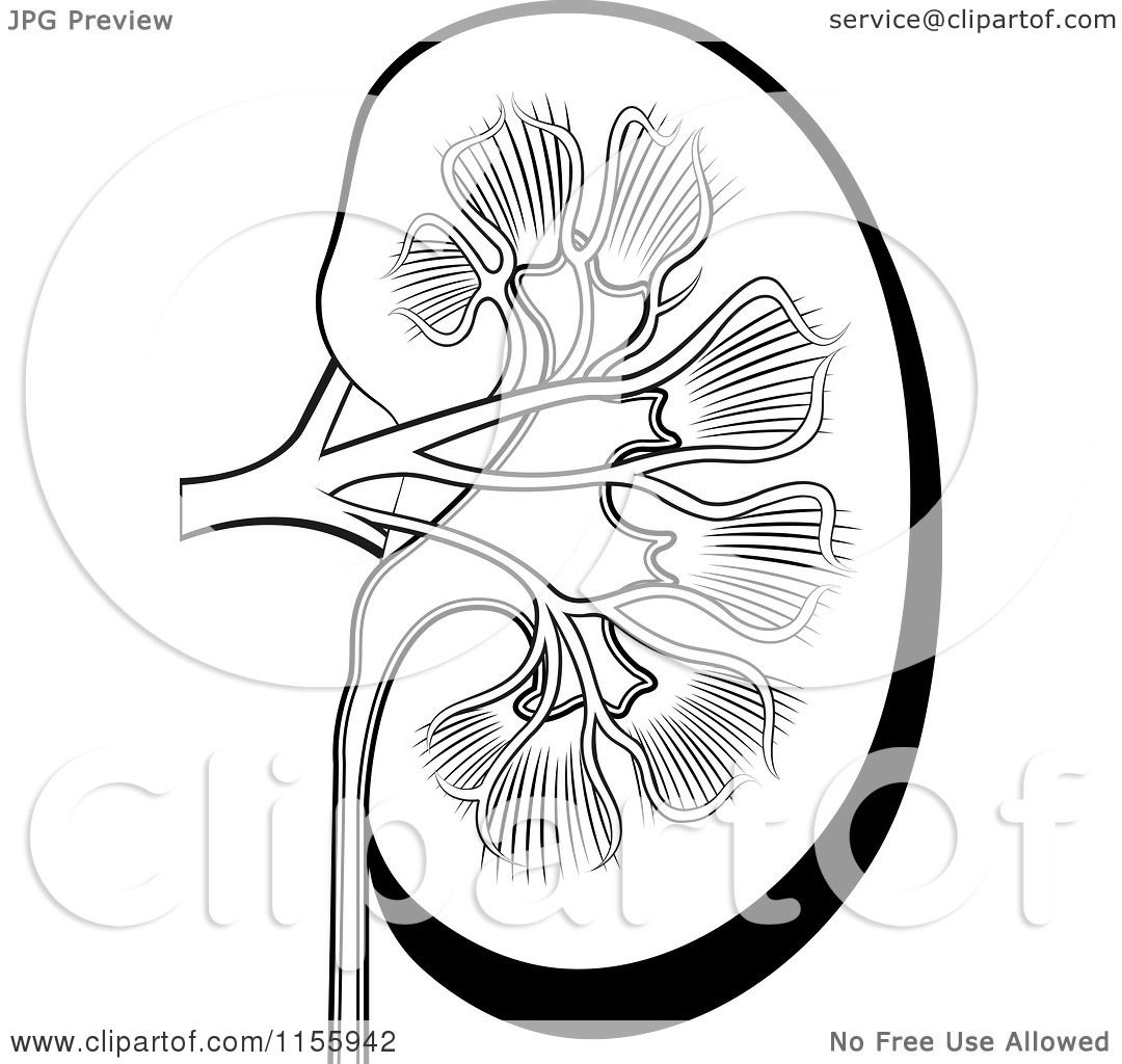 Clipart of a Black and White Human Kidney - Royalty Free Vector